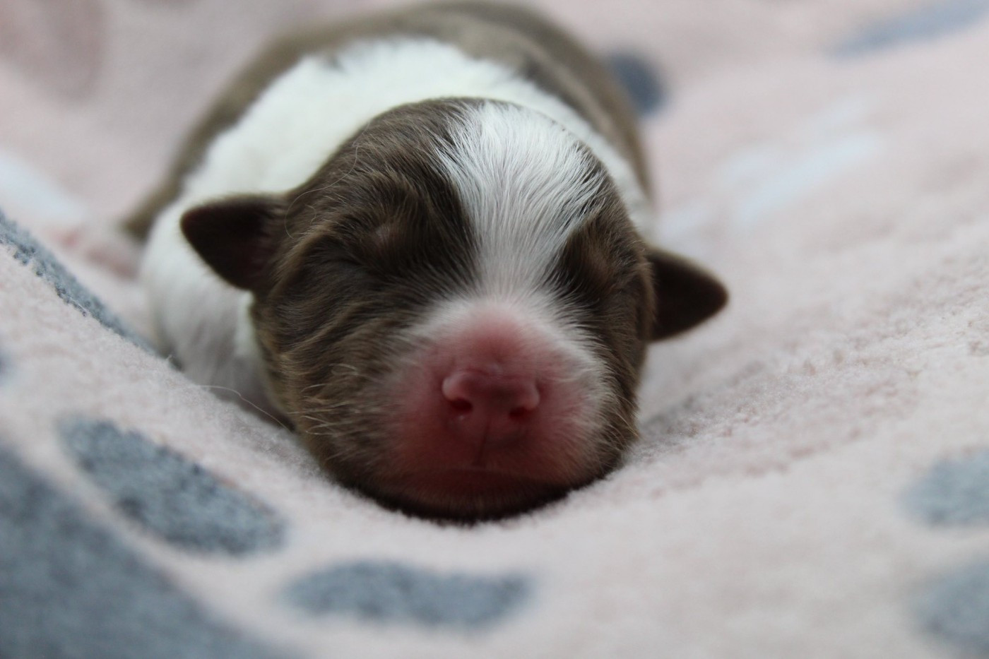 Dream Of Manou And Dounette - Chiots disponibles - Berger Australien