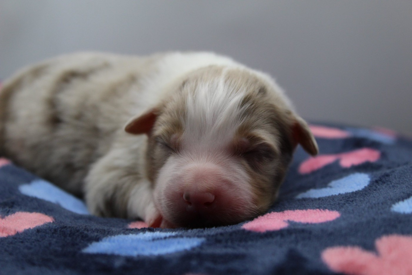 Dream Of Manou And Dounette - Chiots disponibles - Berger Australien