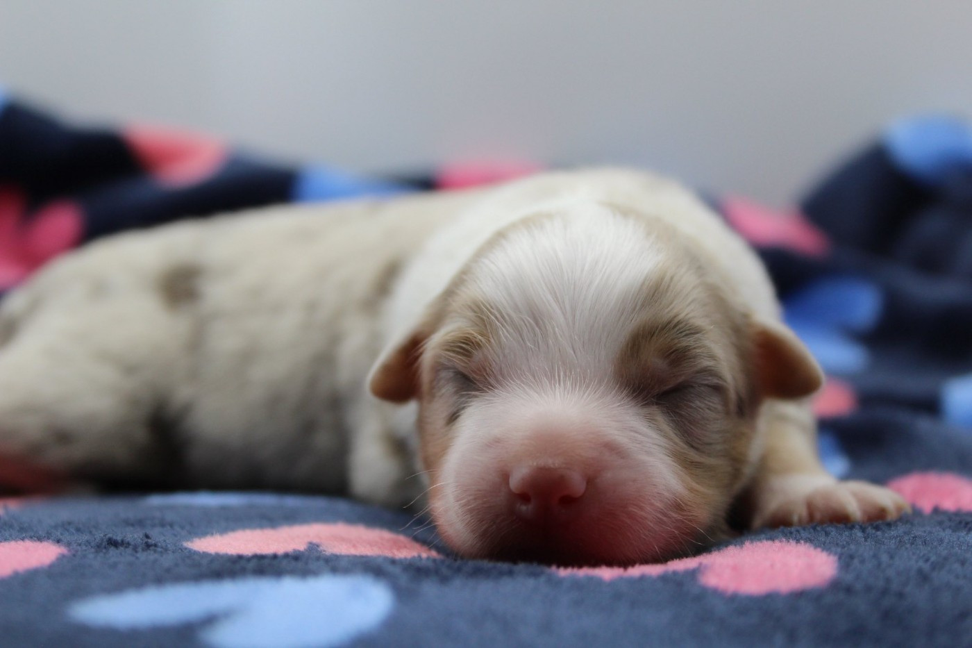Dream Of Manou And Dounette - Chiots disponibles - Berger Australien