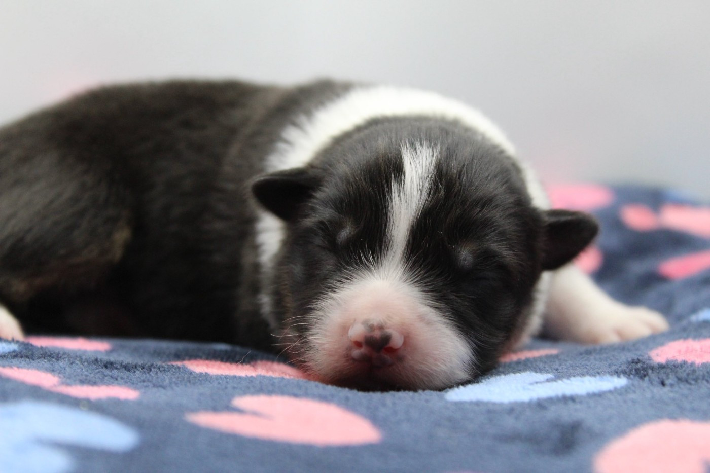 Dream Of Manou And Dounette - Chiots disponibles - Berger Australien