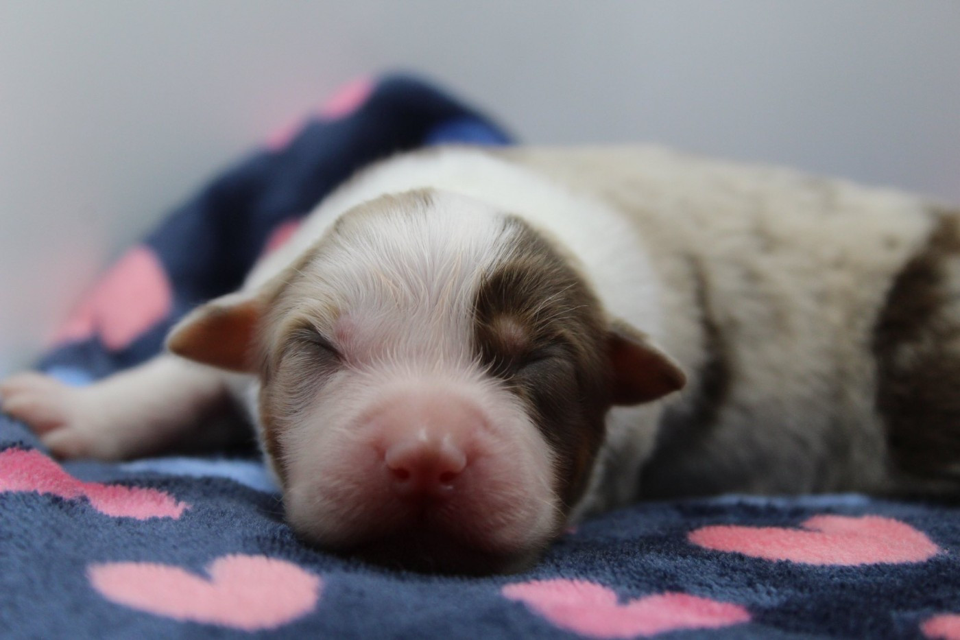 Dream Of Manou And Dounette - Chiots disponibles - Berger Australien