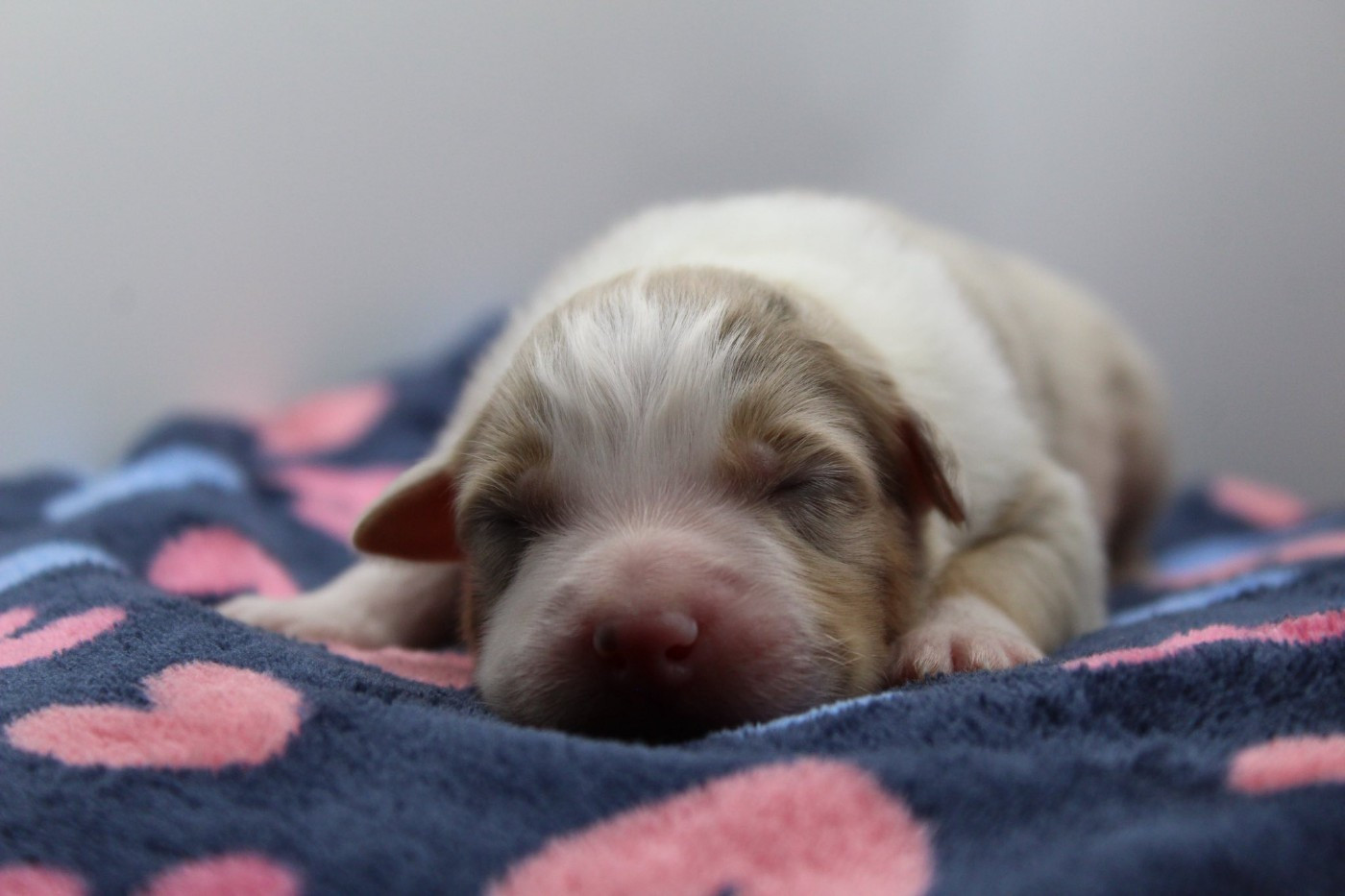 Dream Of Manou And Dounette - Chiots disponibles - Berger Australien