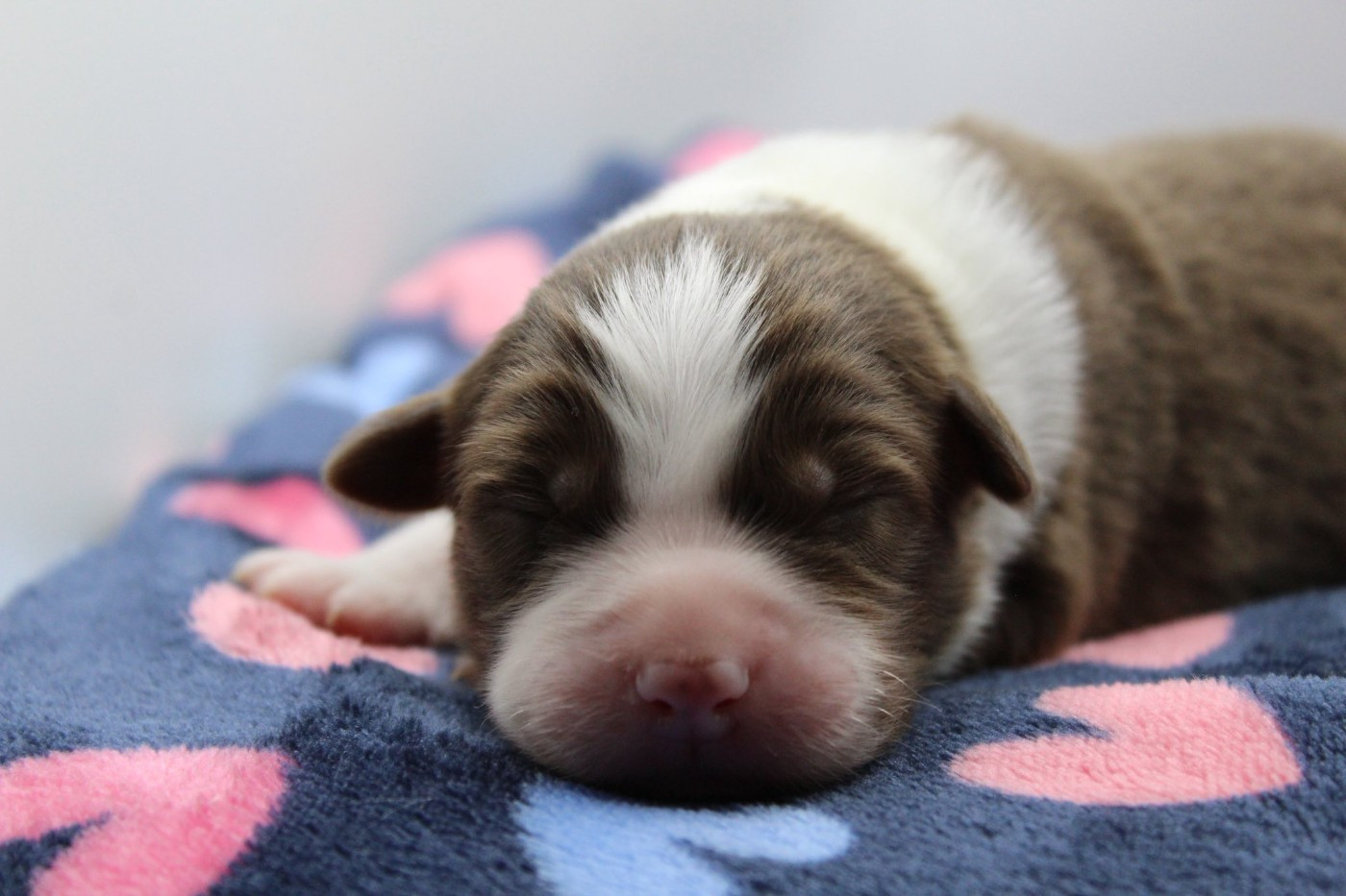 Dream Of Manou And Dounette - Chiots disponibles - Berger Australien