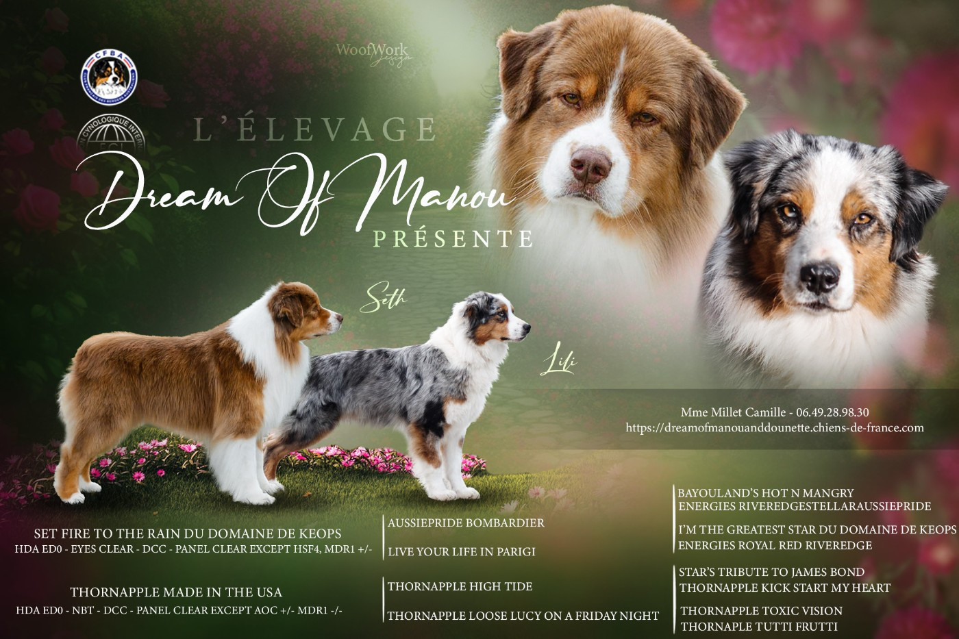 Chiot Berger Australien Dream Of Manou And Dounette