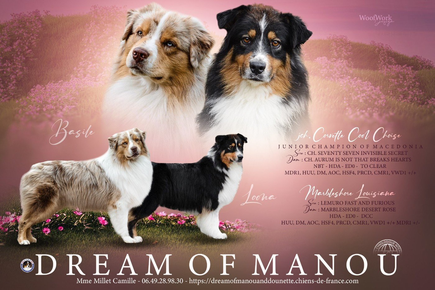 Chiot Berger Australien Dream Of Manou And Dounette