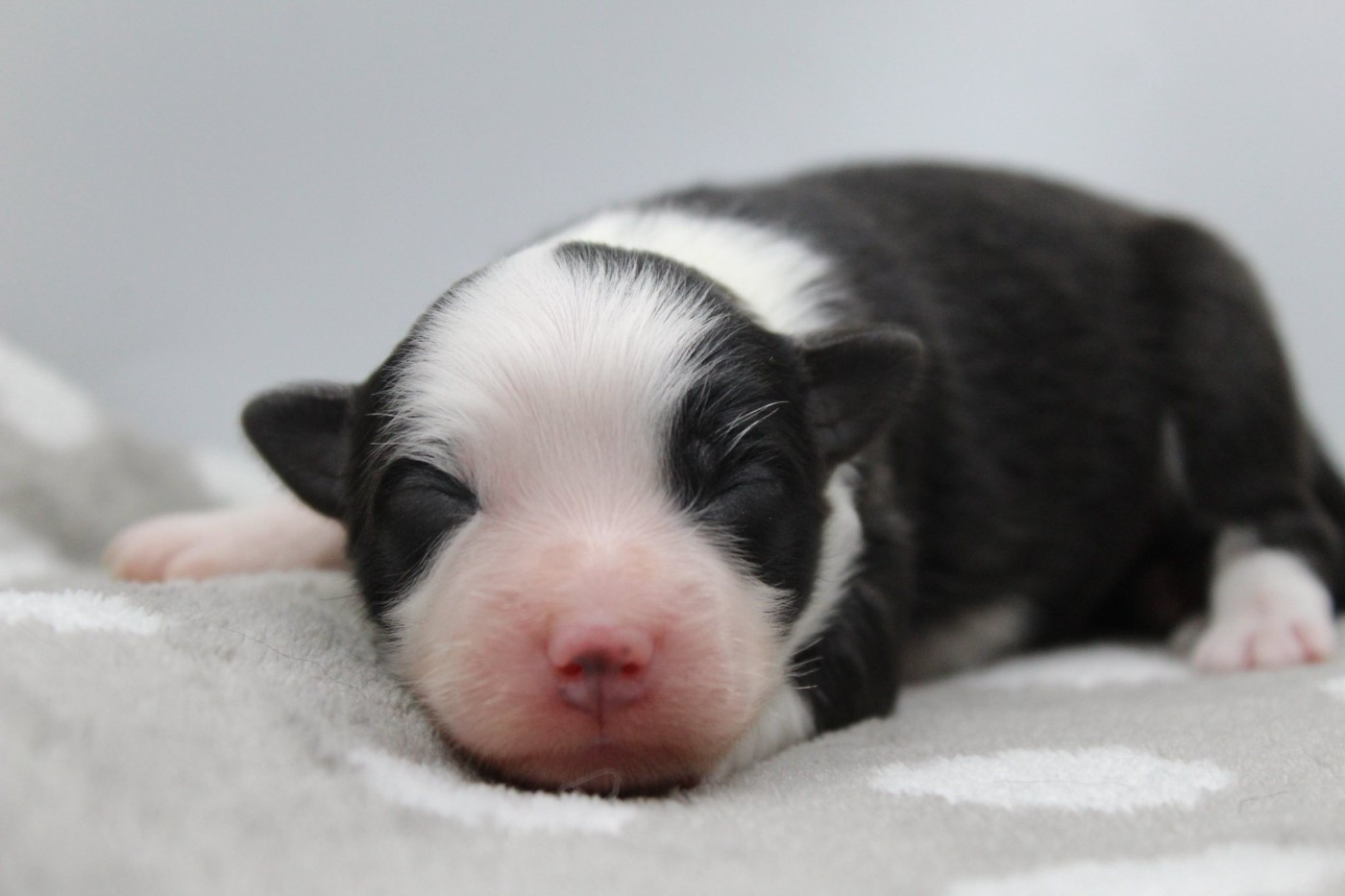 Dream Of Manou And Dounette - Chiots disponibles - Berger Australien