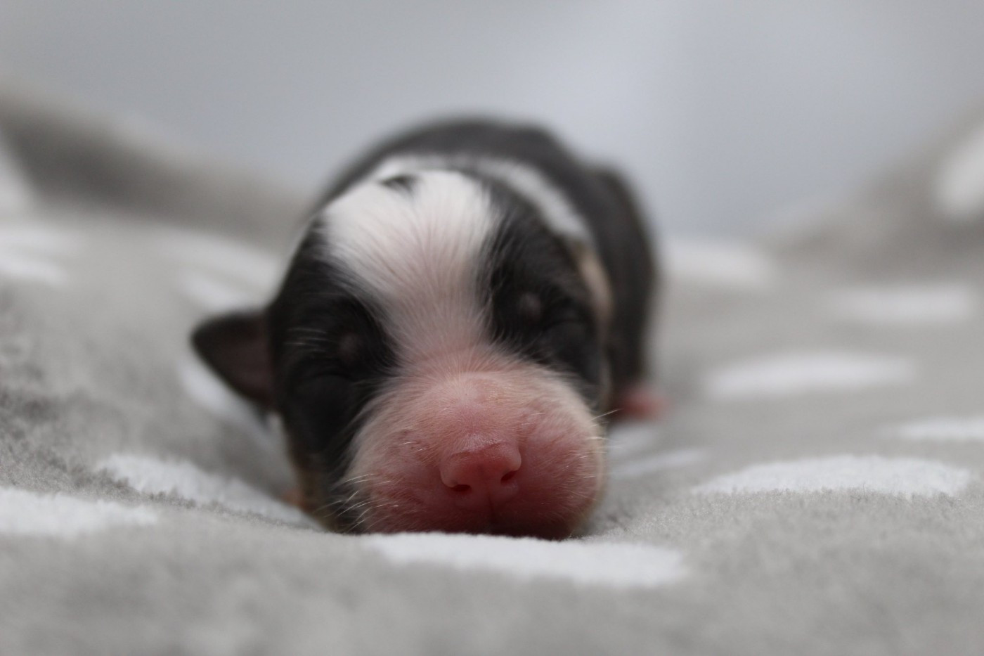 Dream Of Manou And Dounette - Chiots disponibles - Berger Australien