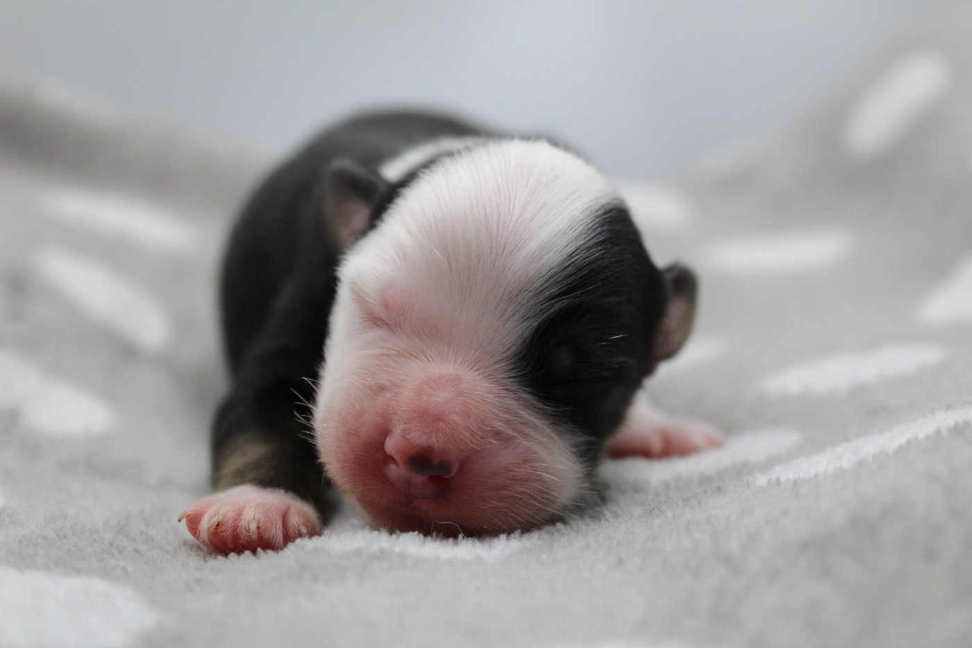 Dream Of Manou And Dounette - Chiots disponibles - Berger Australien