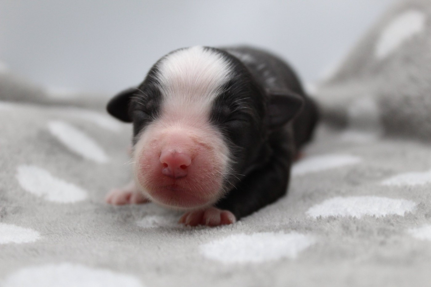 Dream Of Manou And Dounette - Chiots disponibles - Berger Australien