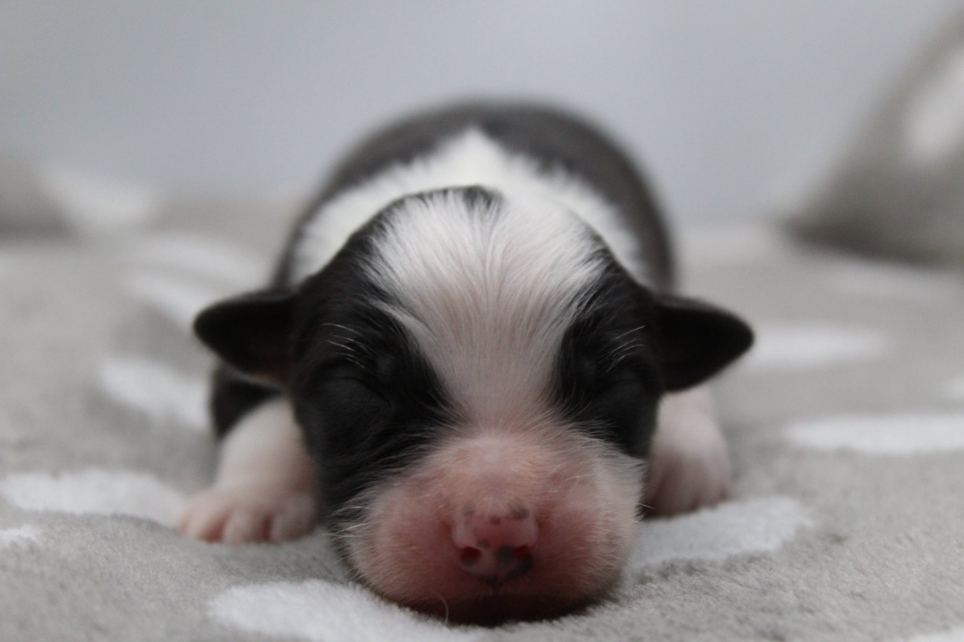 Dream Of Manou And Dounette - Chiots disponibles - Berger Australien