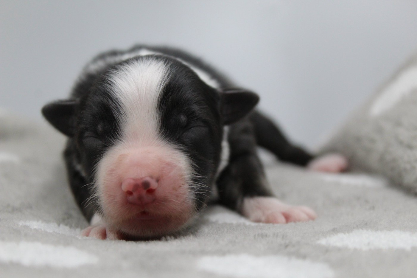 Dream Of Manou And Dounette - Chiots disponibles - Berger Australien