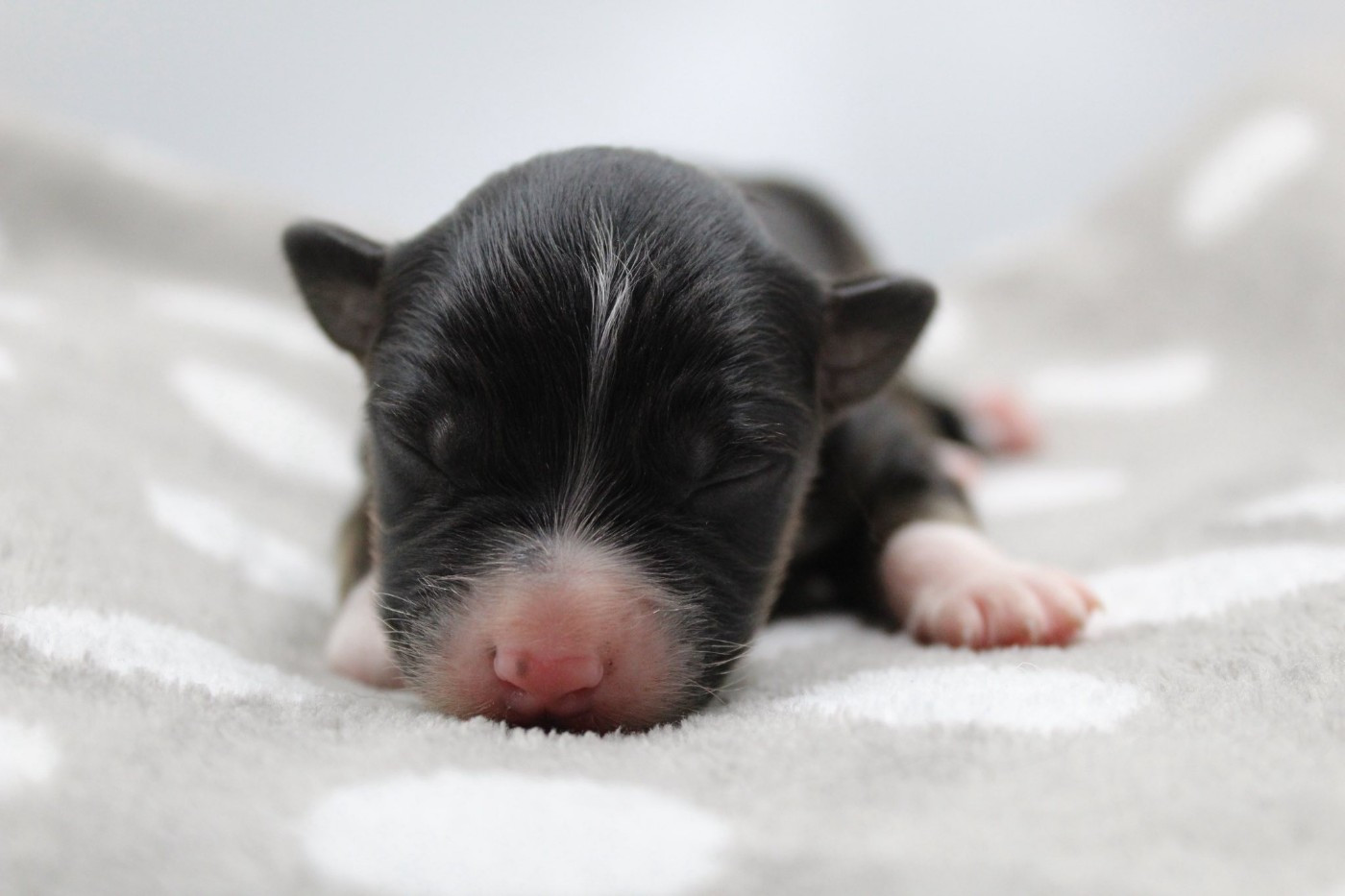 Dream Of Manou And Dounette - Chiots disponibles - Berger Australien