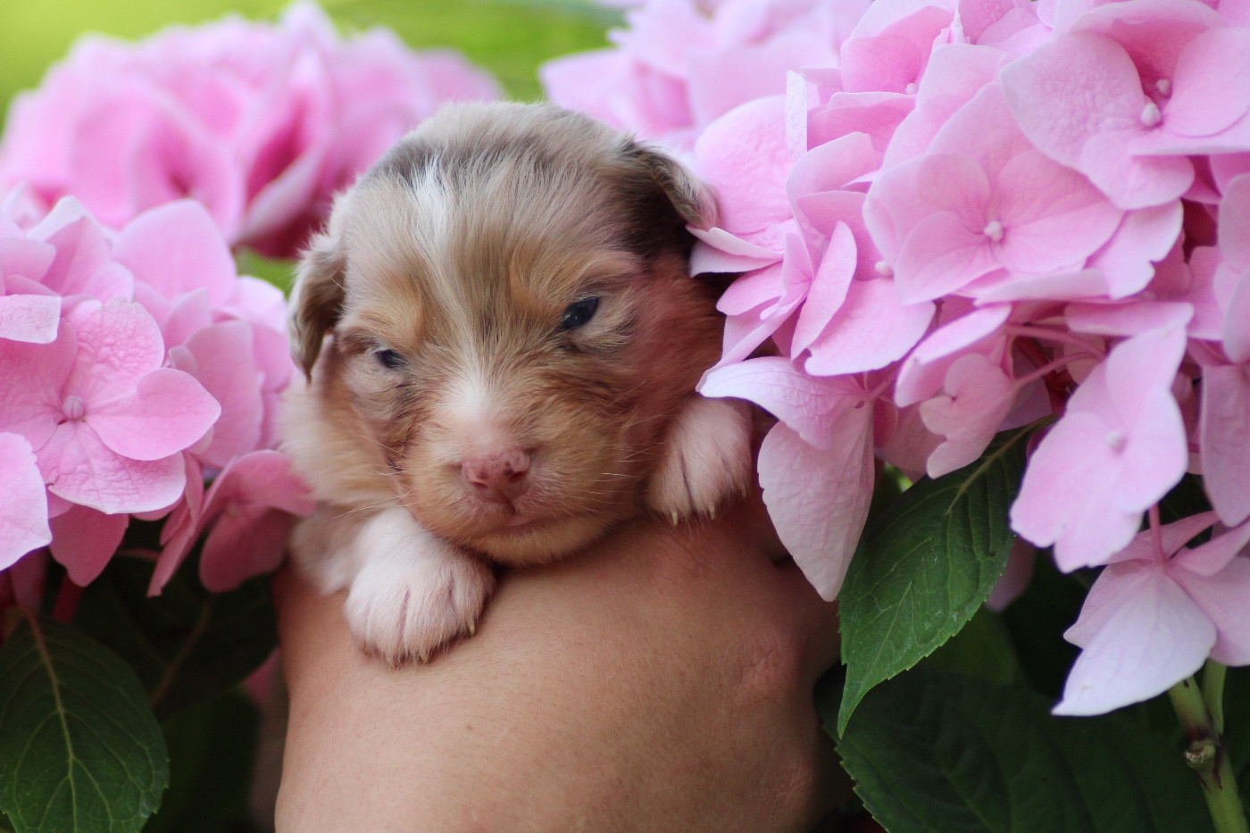 Dream Of Manou And Dounette - Chiots disponibles - Berger Australien