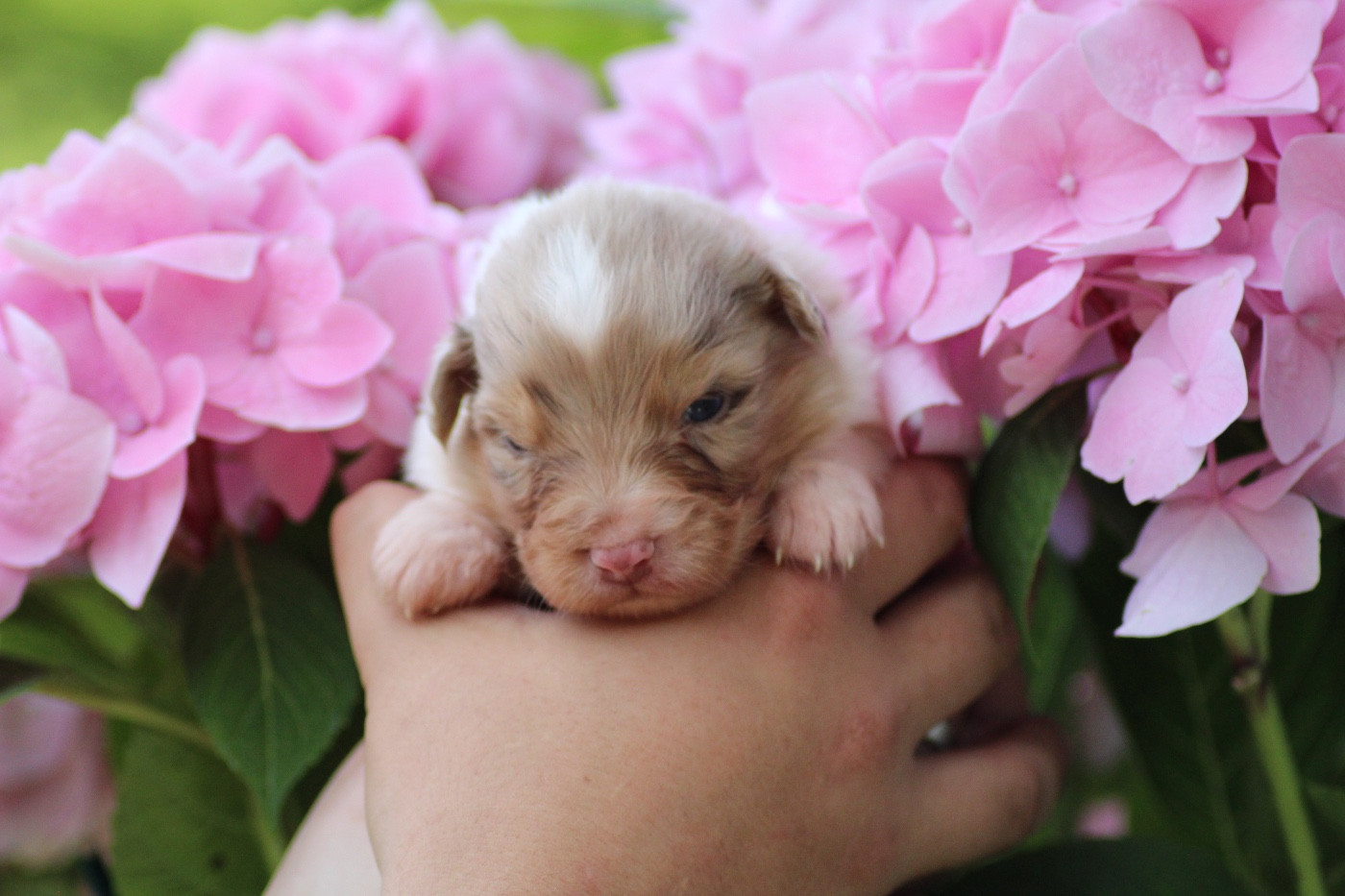 Dream Of Manou And Dounette - Chiots disponibles - Berger Australien