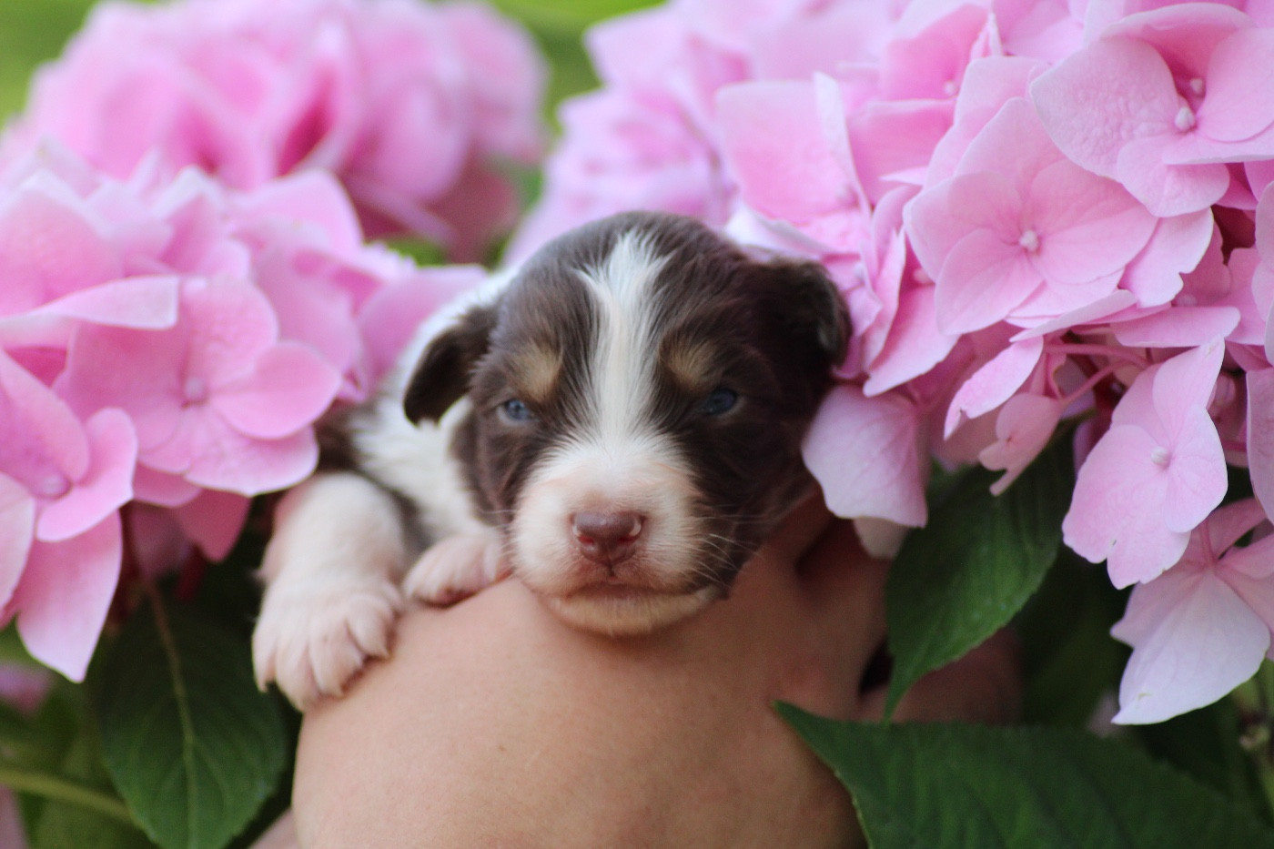 Dream Of Manou And Dounette - Chiots disponibles - Berger Australien