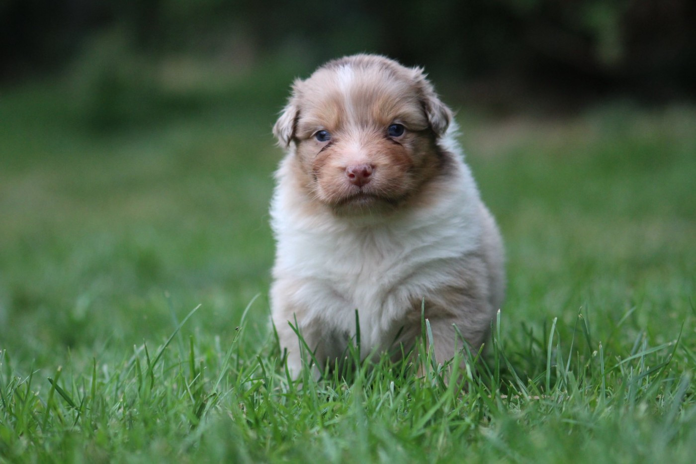 Dream Of Manou And Dounette - Chiots disponibles - Berger Australien