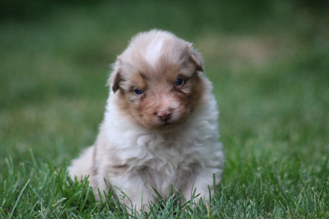 Dream Of Manou And Dounette - Chiots disponibles - Berger Australien