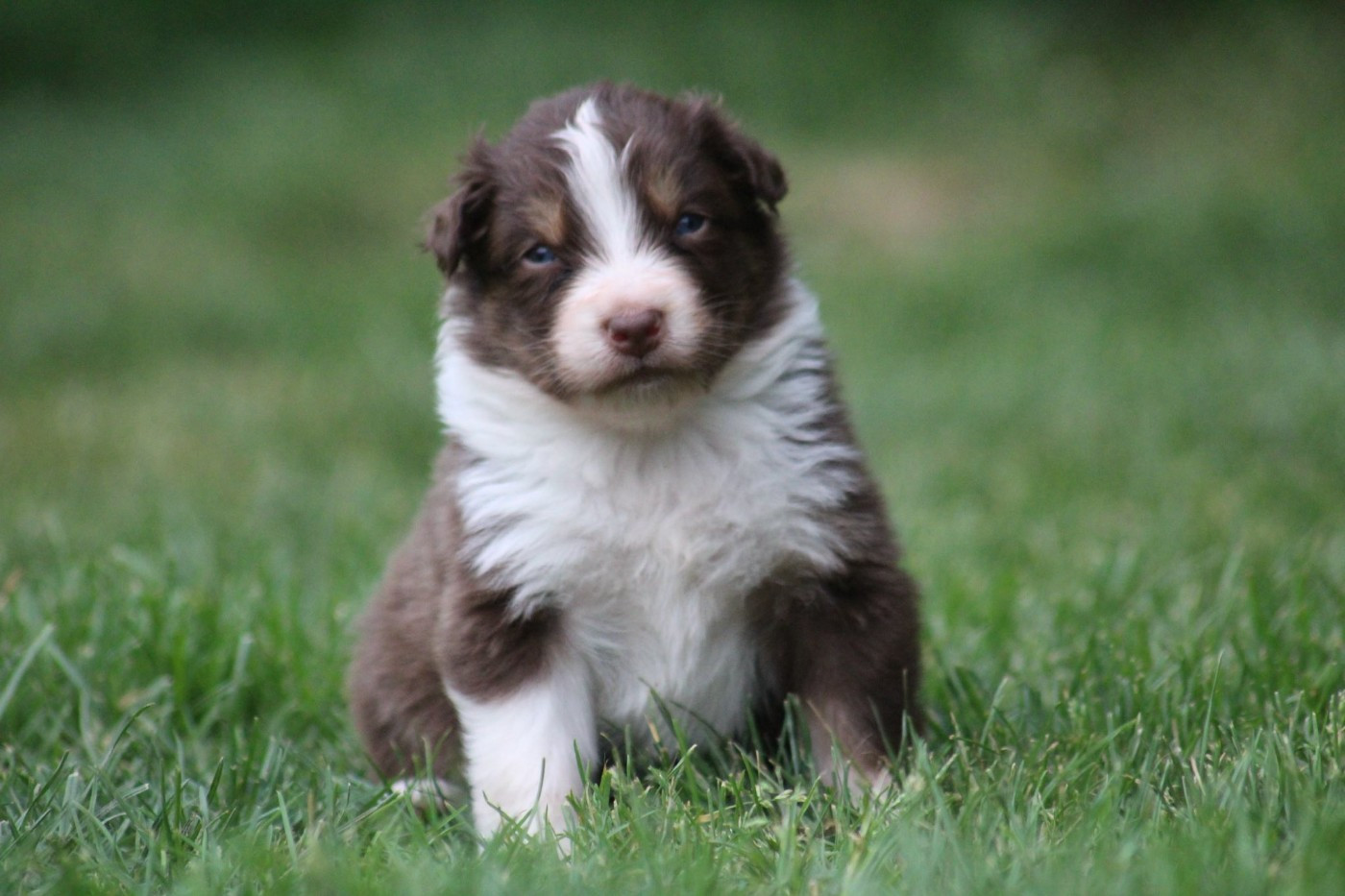 Dream Of Manou And Dounette - Chiots disponibles - Berger Australien