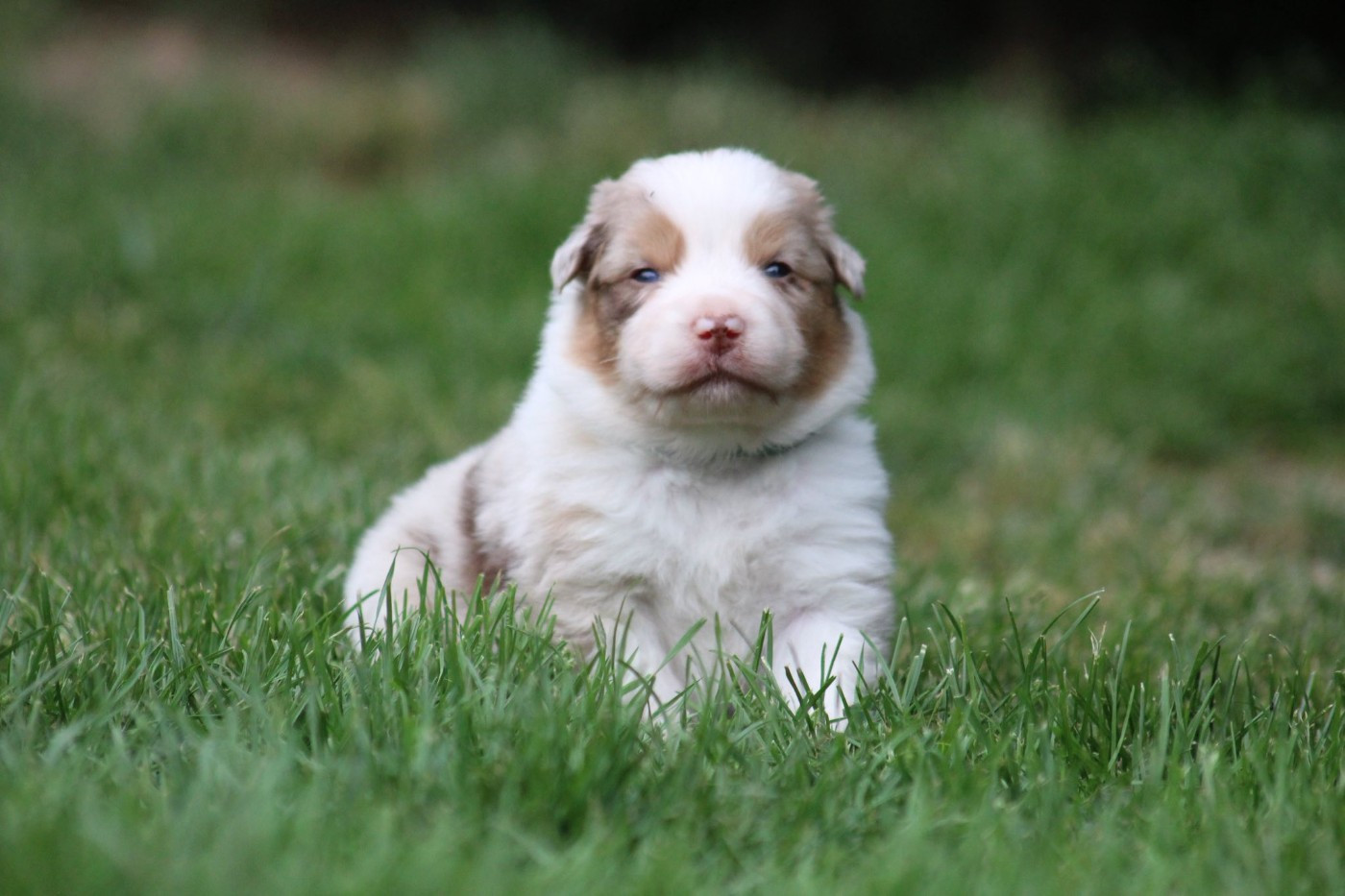 Dream Of Manou And Dounette - Chiots disponibles - Berger Australien