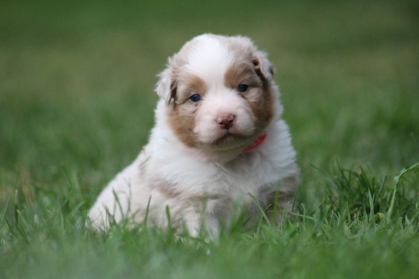 Dream Of Manou And Dounette - Chiots disponibles - Berger Australien