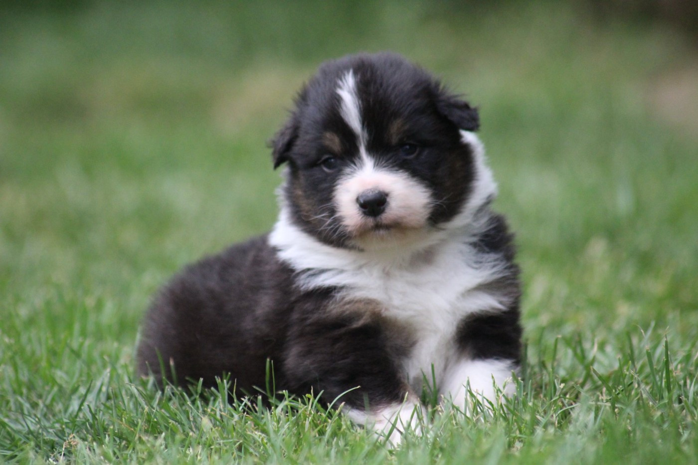 Dream Of Manou And Dounette - Chiots disponibles - Berger Australien