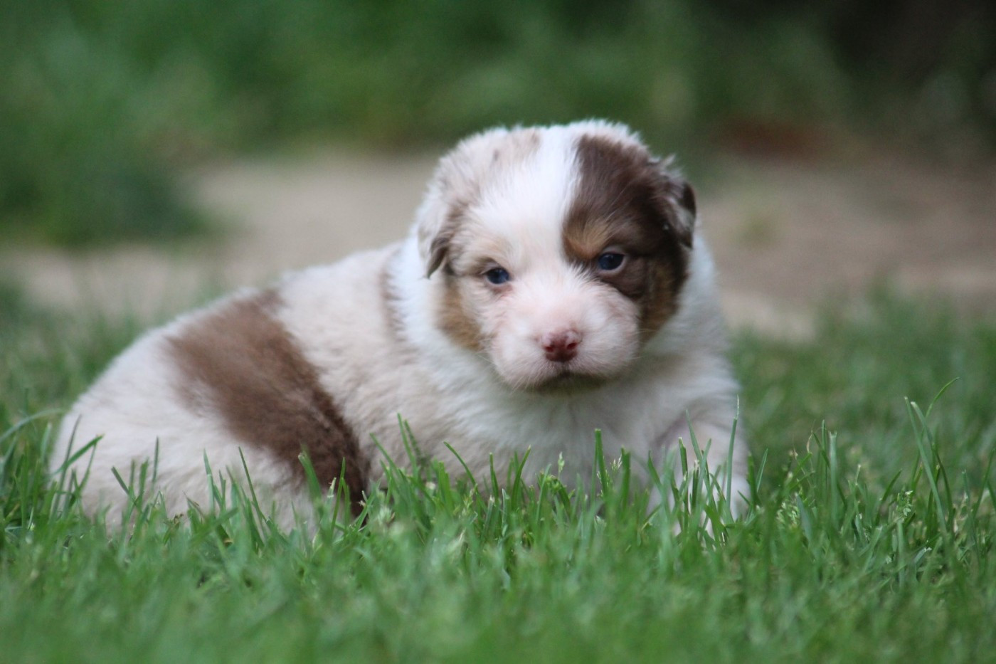 Dream Of Manou And Dounette - Chiots disponibles - Berger Australien