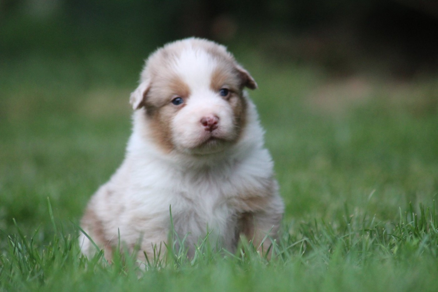 Dream Of Manou And Dounette - Chiots disponibles - Berger Australien
