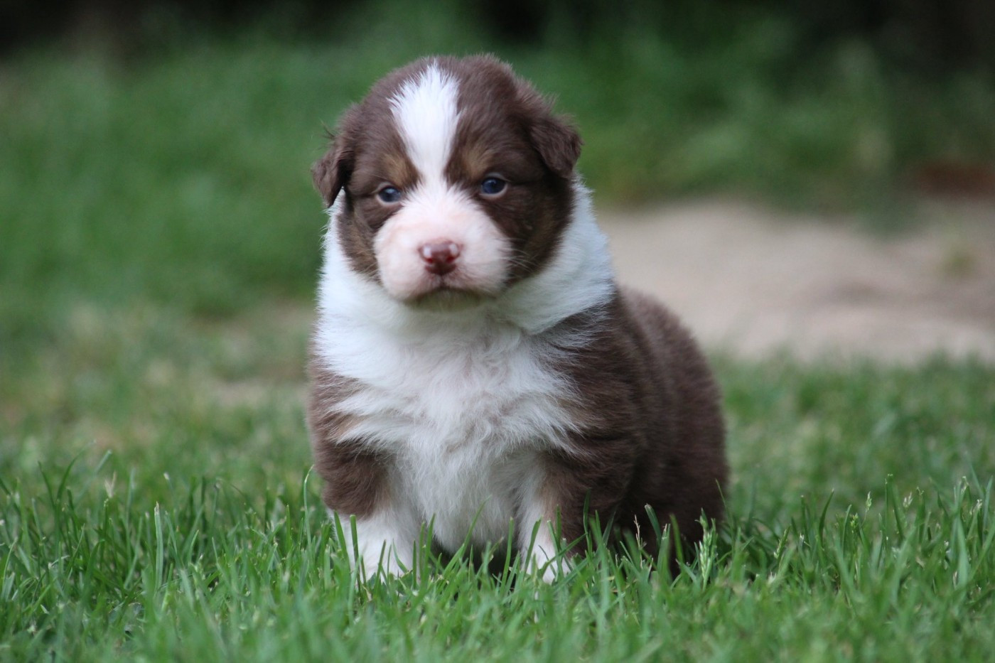 Dream Of Manou And Dounette - Chiots disponibles - Berger Australien