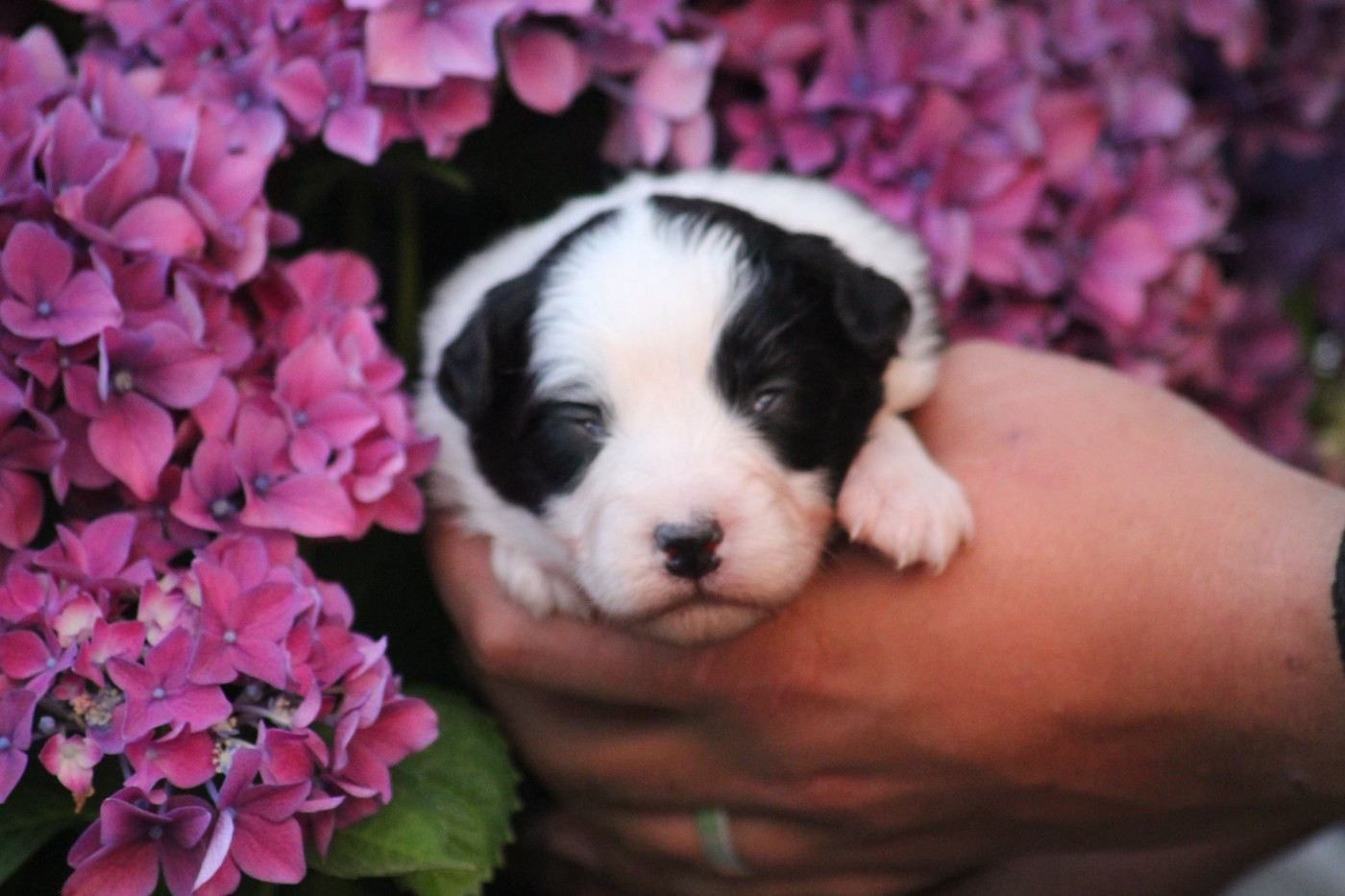 Dream Of Manou And Dounette - Chiots disponibles - Berger Australien