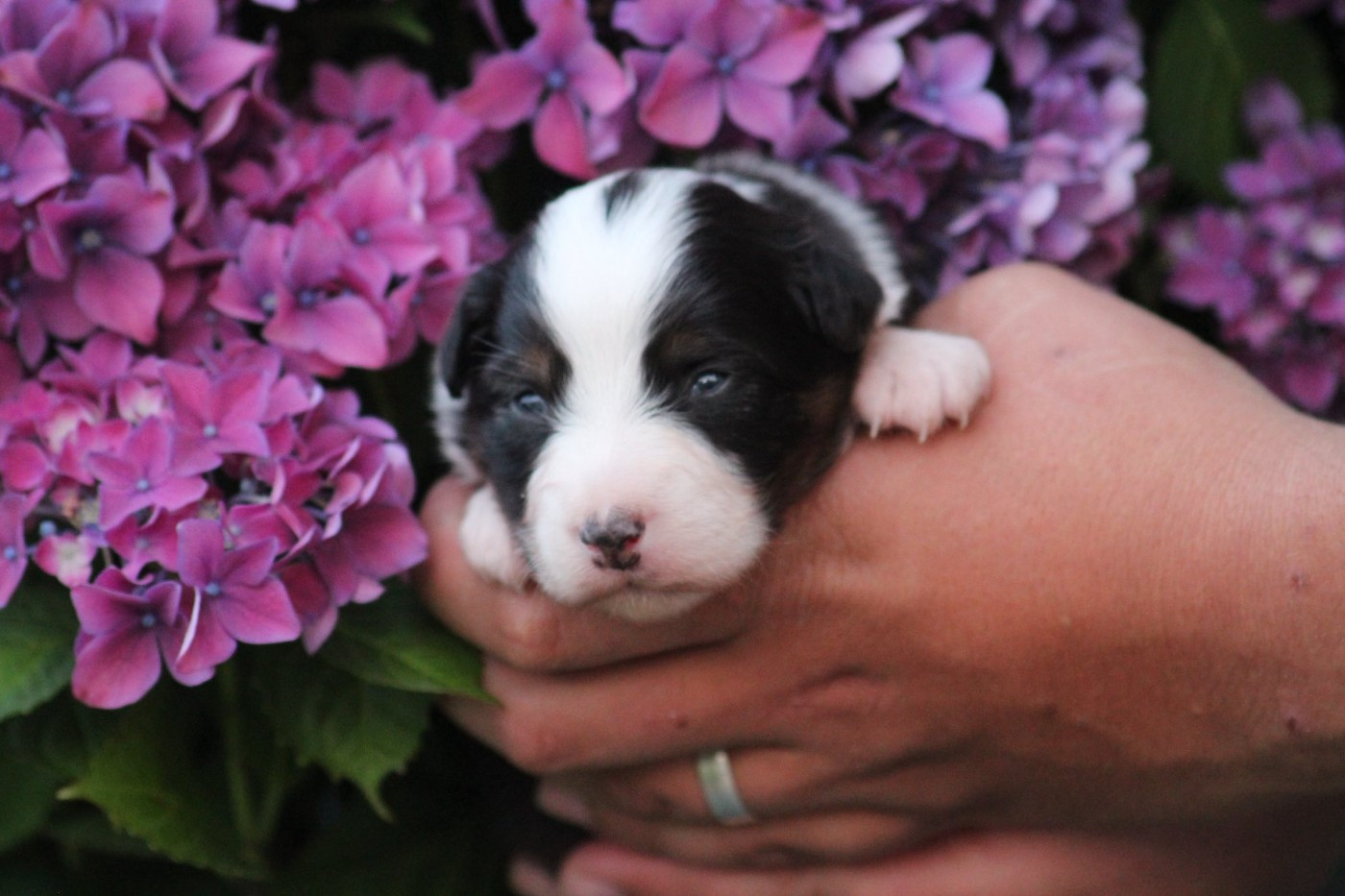 Dream Of Manou And Dounette - Chiots disponibles - Berger Australien