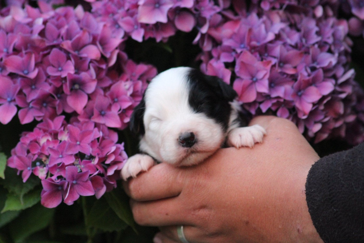 Dream Of Manou And Dounette - Chiots disponibles - Berger Australien