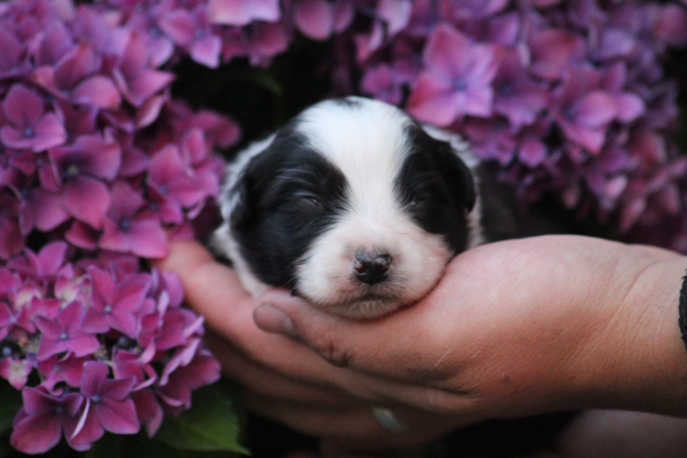 Dream Of Manou And Dounette - Chiots disponibles - Berger Australien