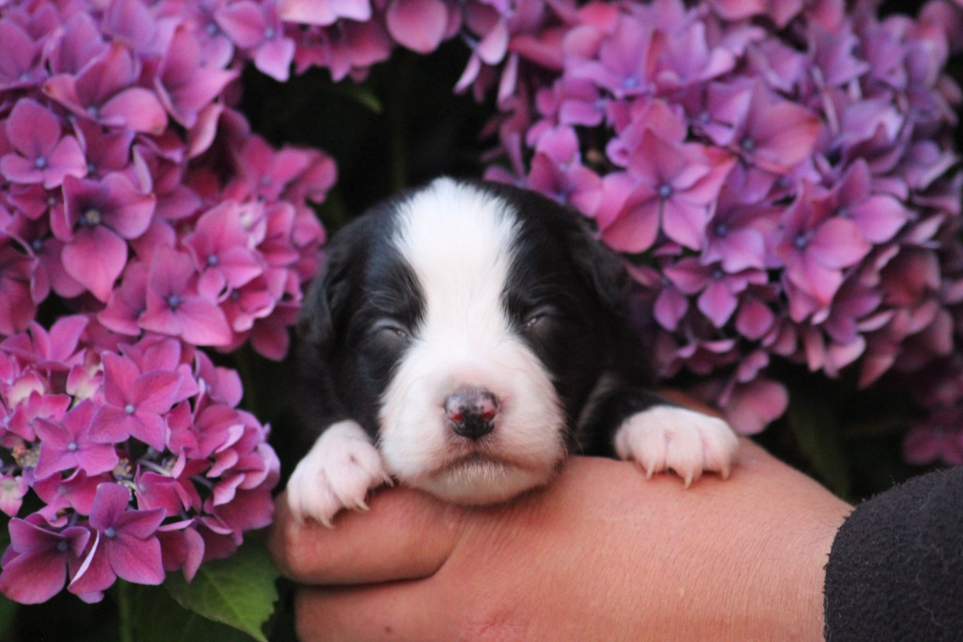 Dream Of Manou And Dounette - Chiots disponibles - Berger Australien