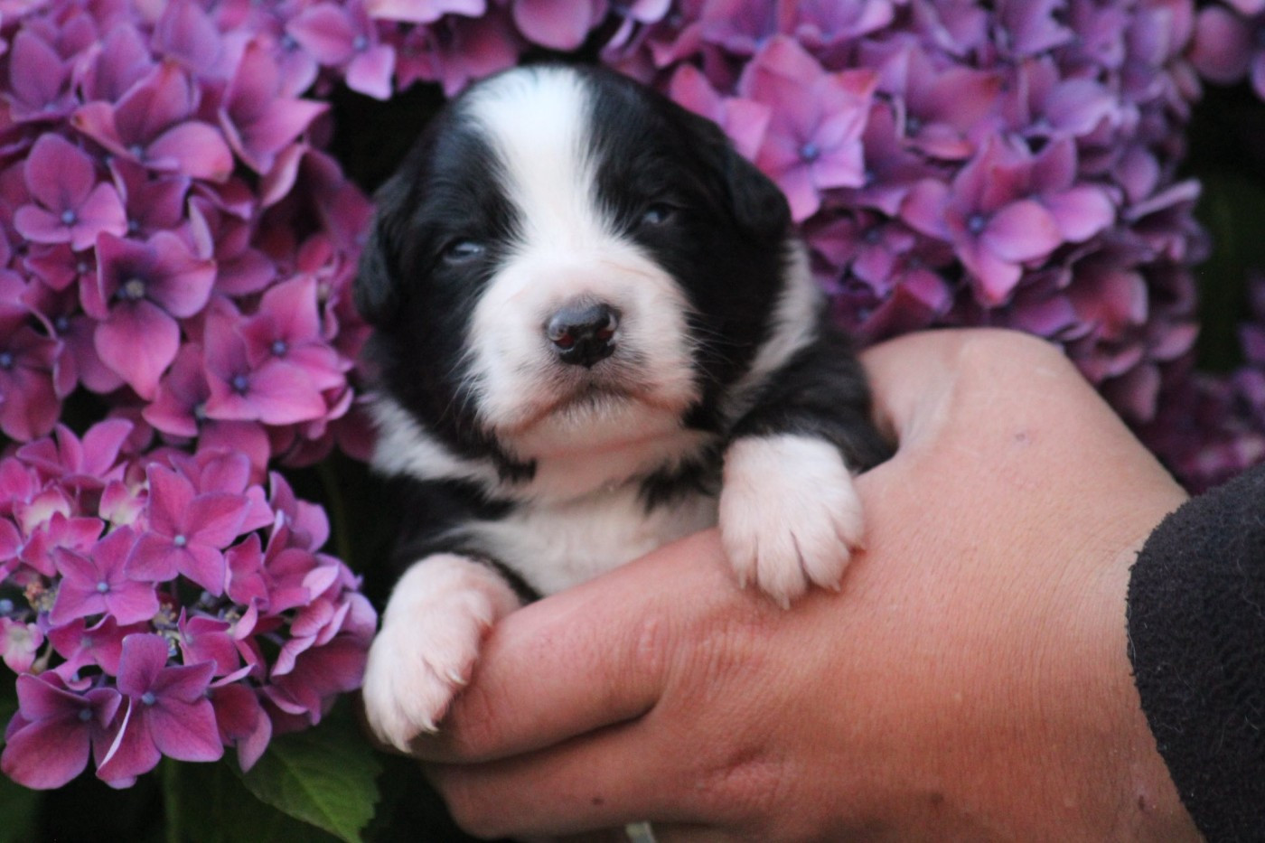 Dream Of Manou And Dounette - Chiots disponibles - Berger Australien