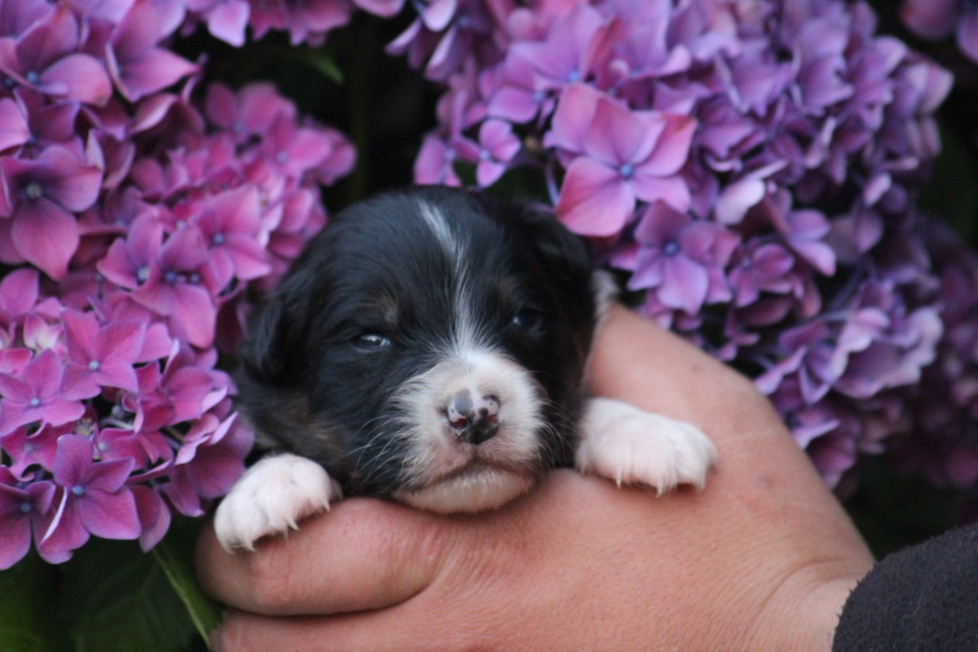 Dream Of Manou And Dounette - Chiots disponibles - Berger Australien