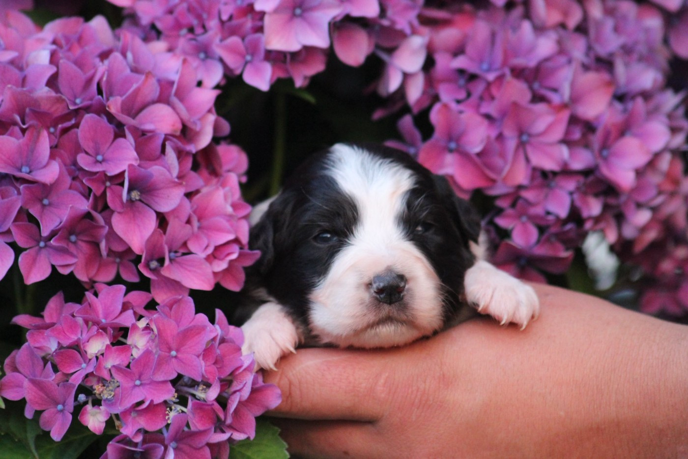 Dream Of Manou And Dounette - Chiots disponibles - Berger Australien