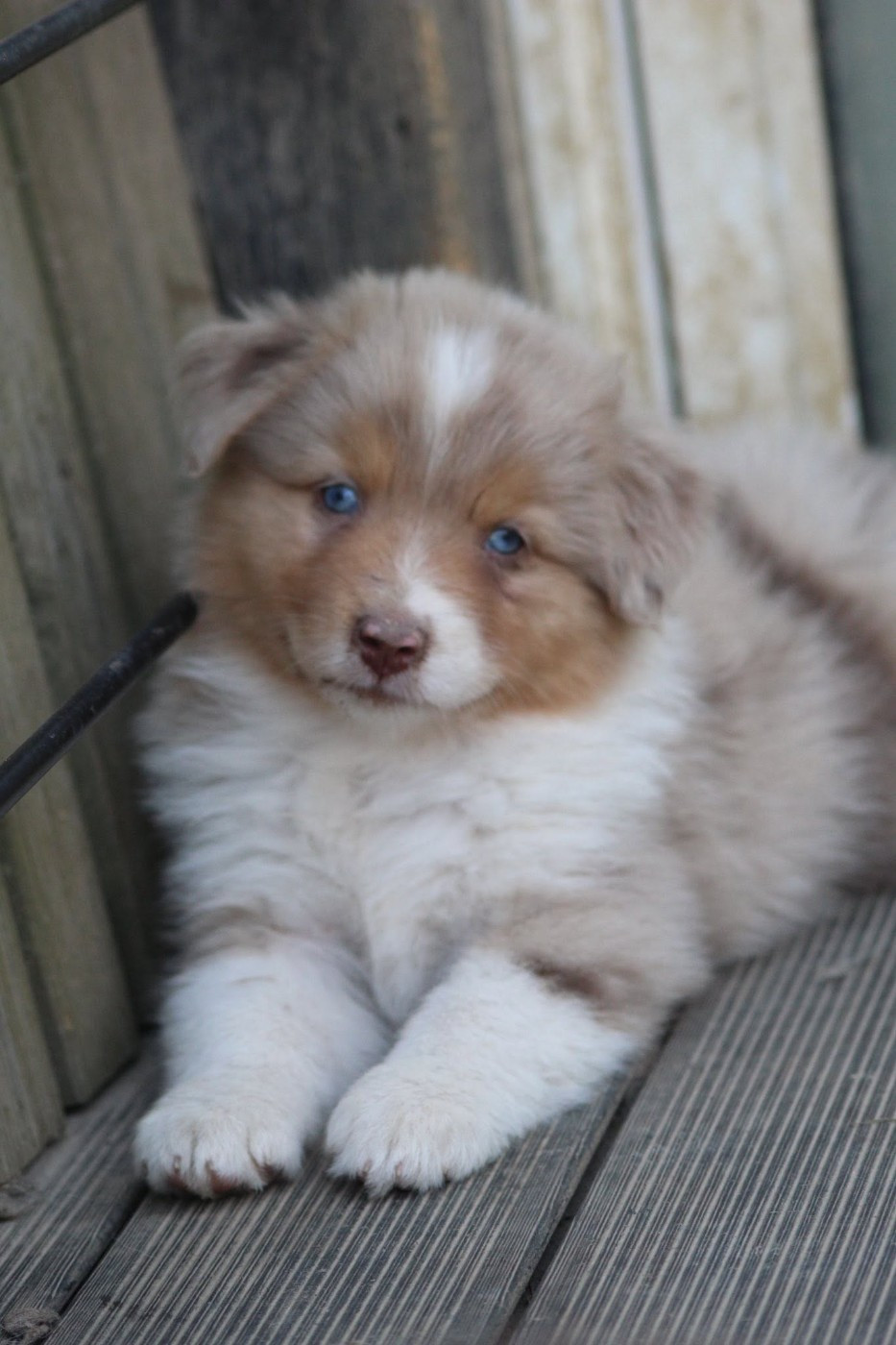 Dream Of Manou And Dounette - Chiots disponibles - Berger Australien