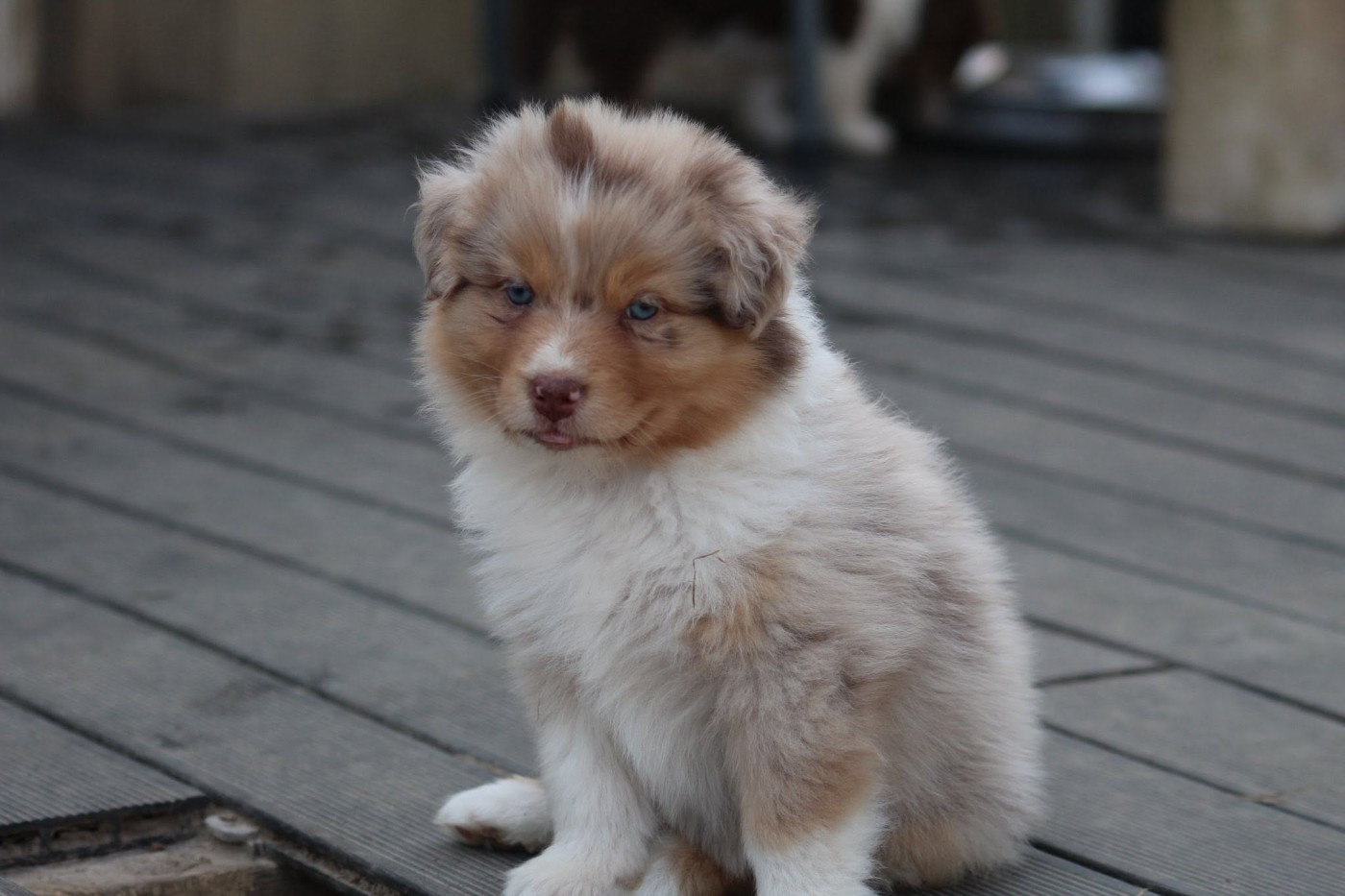 Dream Of Manou And Dounette - Chiots disponibles - Berger Australien