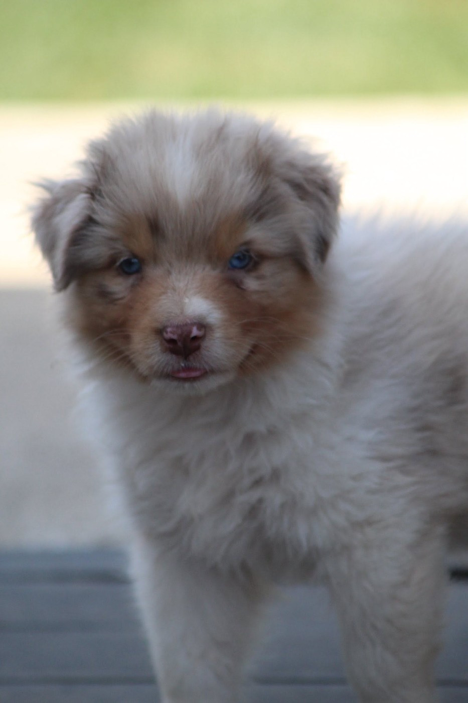 Dream Of Manou And Dounette - Chiots disponibles - Berger Australien