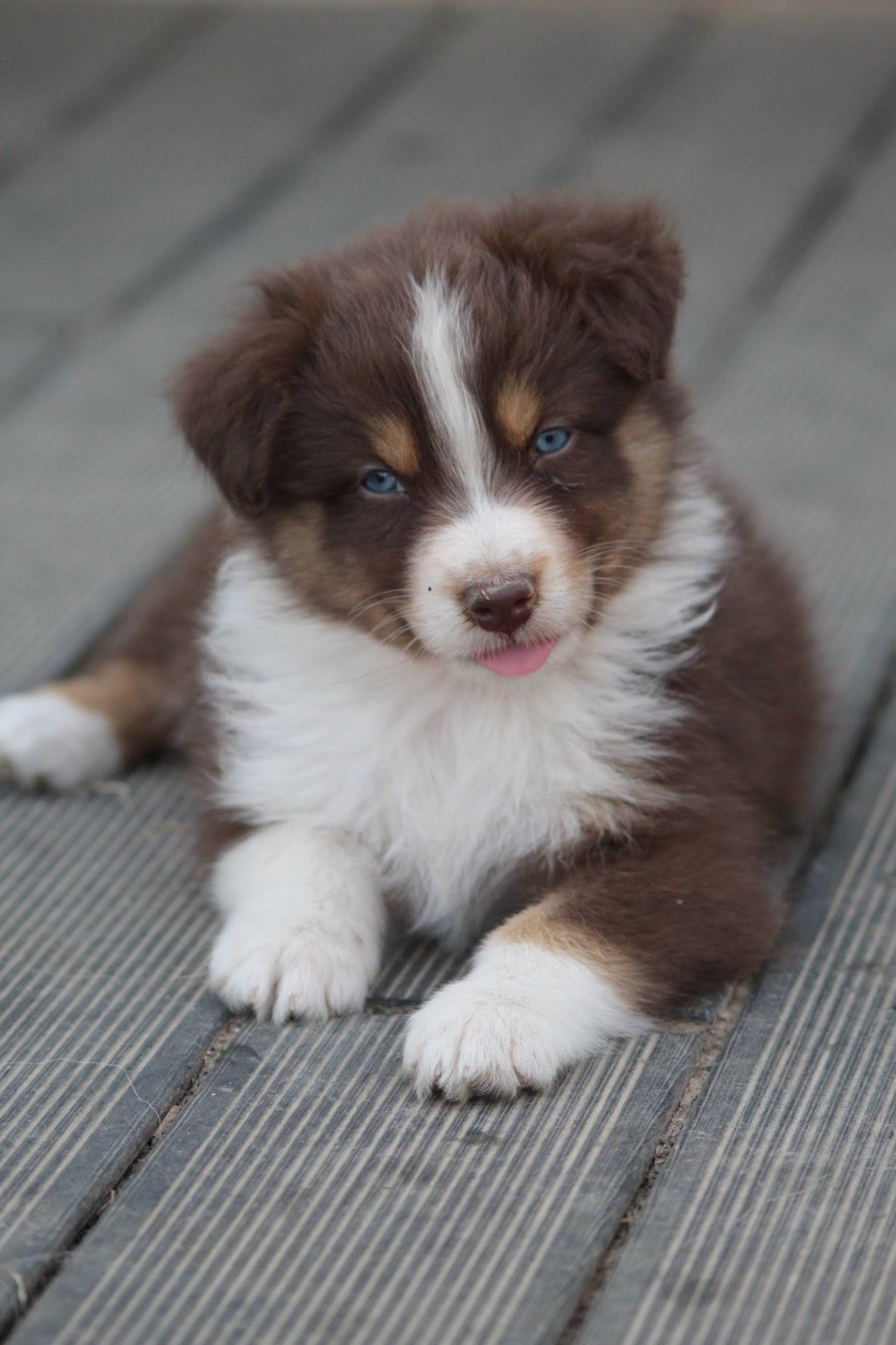 Dream Of Manou And Dounette - Chiots disponibles - Berger Australien