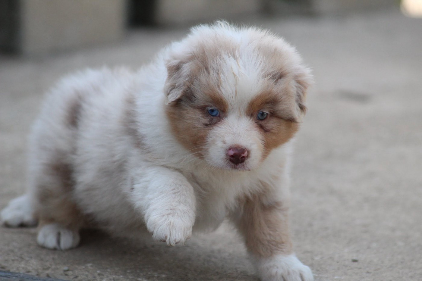 Dream Of Manou And Dounette - Chiots disponibles - Berger Australien