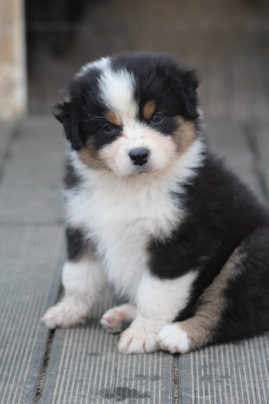 Dream Of Manou And Dounette - Chiots disponibles - Berger Australien