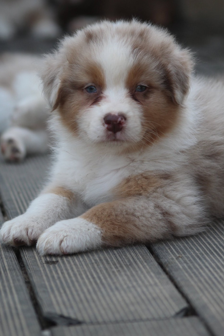 Dream Of Manou And Dounette - Chiots disponibles - Berger Australien