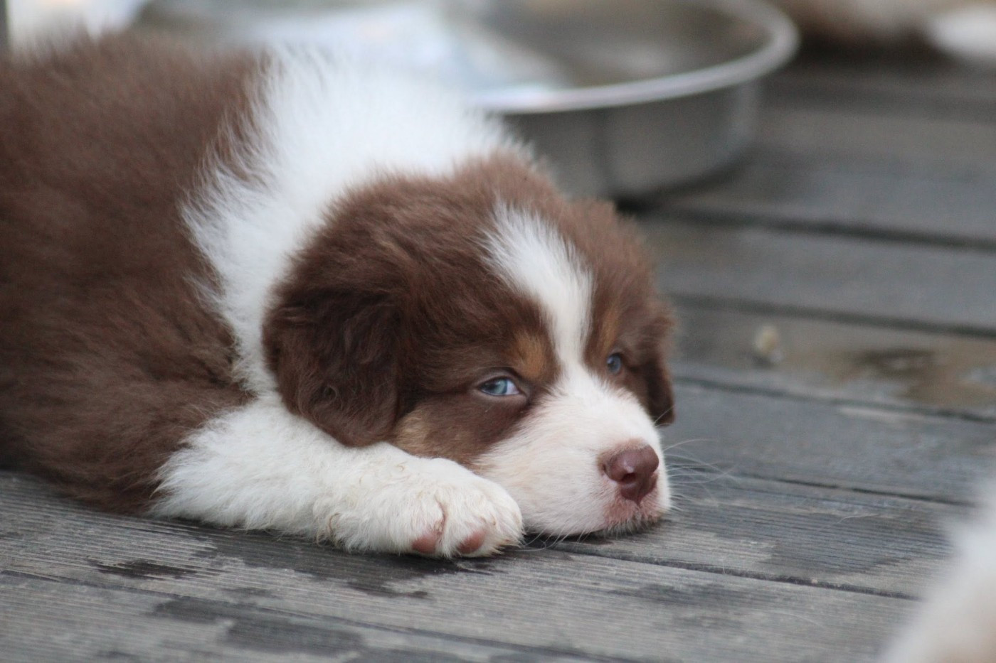 Dream Of Manou And Dounette - Chiots disponibles - Berger Australien