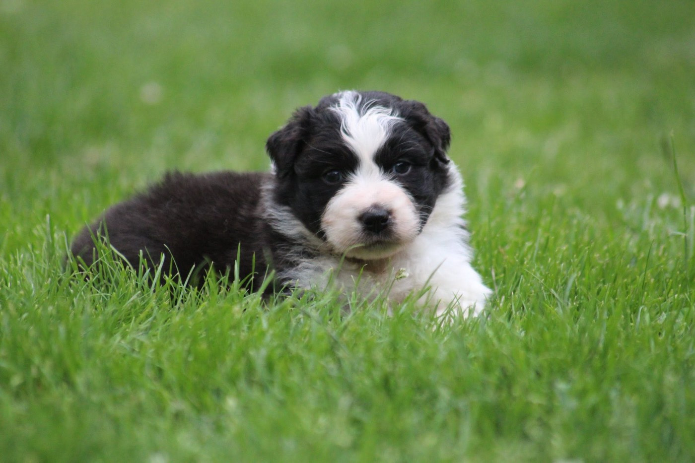 Dream Of Manou And Dounette - Chiots disponibles - Berger Australien