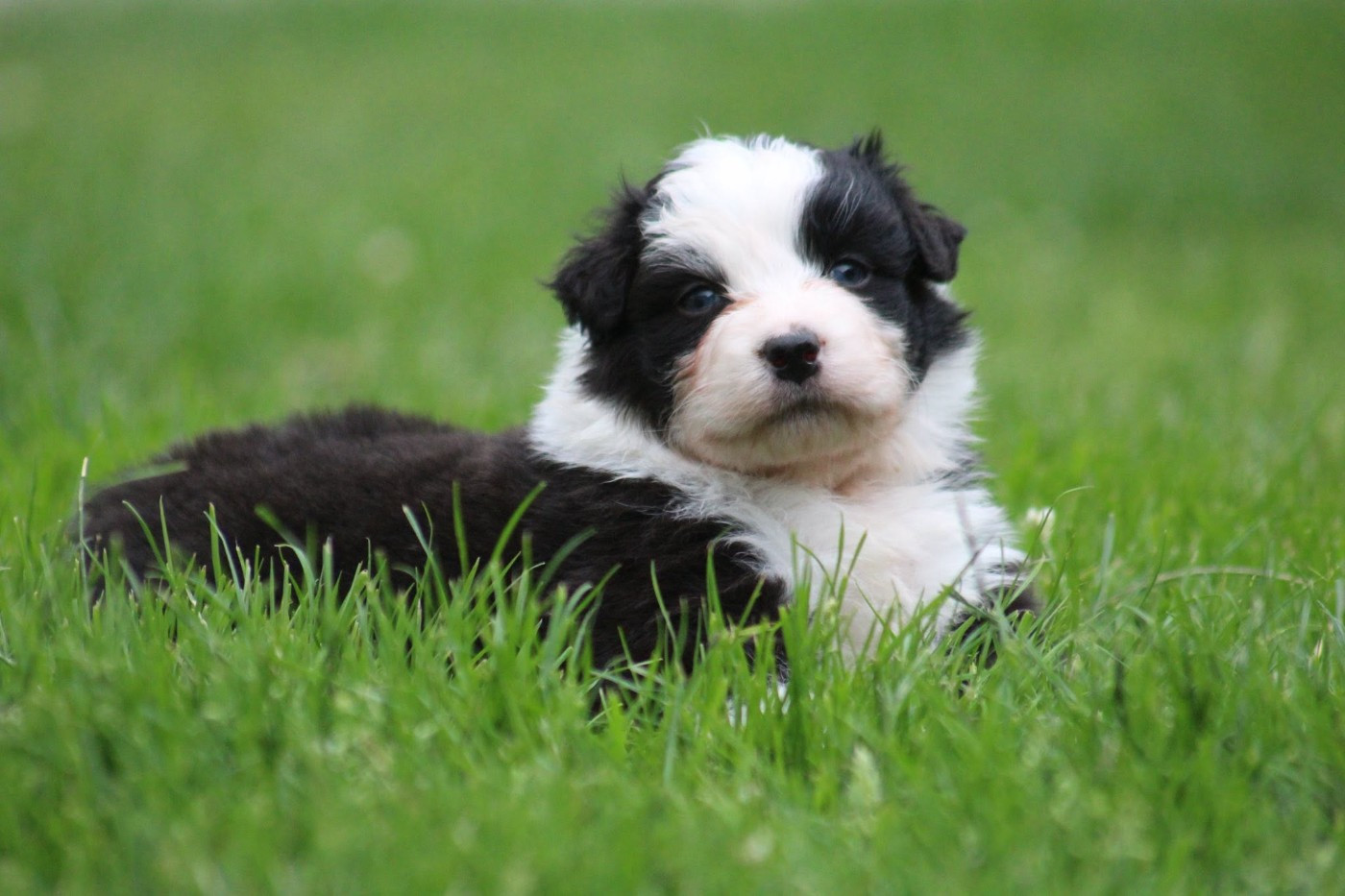 Dream Of Manou And Dounette - Chiots disponibles - Berger Australien