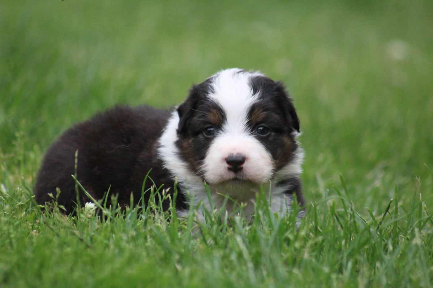 Dream Of Manou And Dounette - Chiots disponibles - Berger Australien