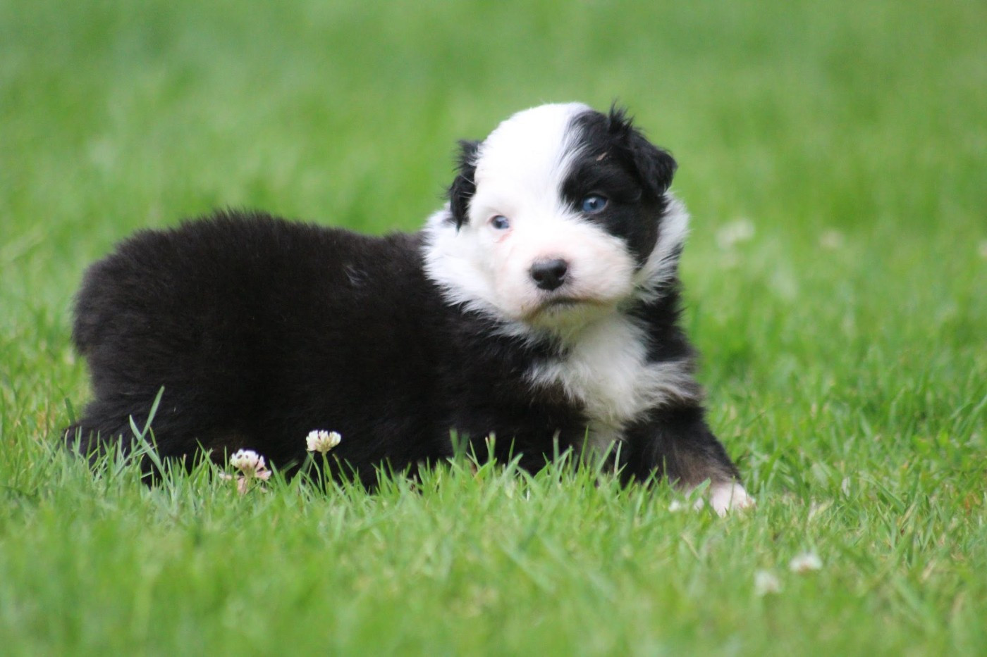 Dream Of Manou And Dounette - Chiots disponibles - Berger Australien