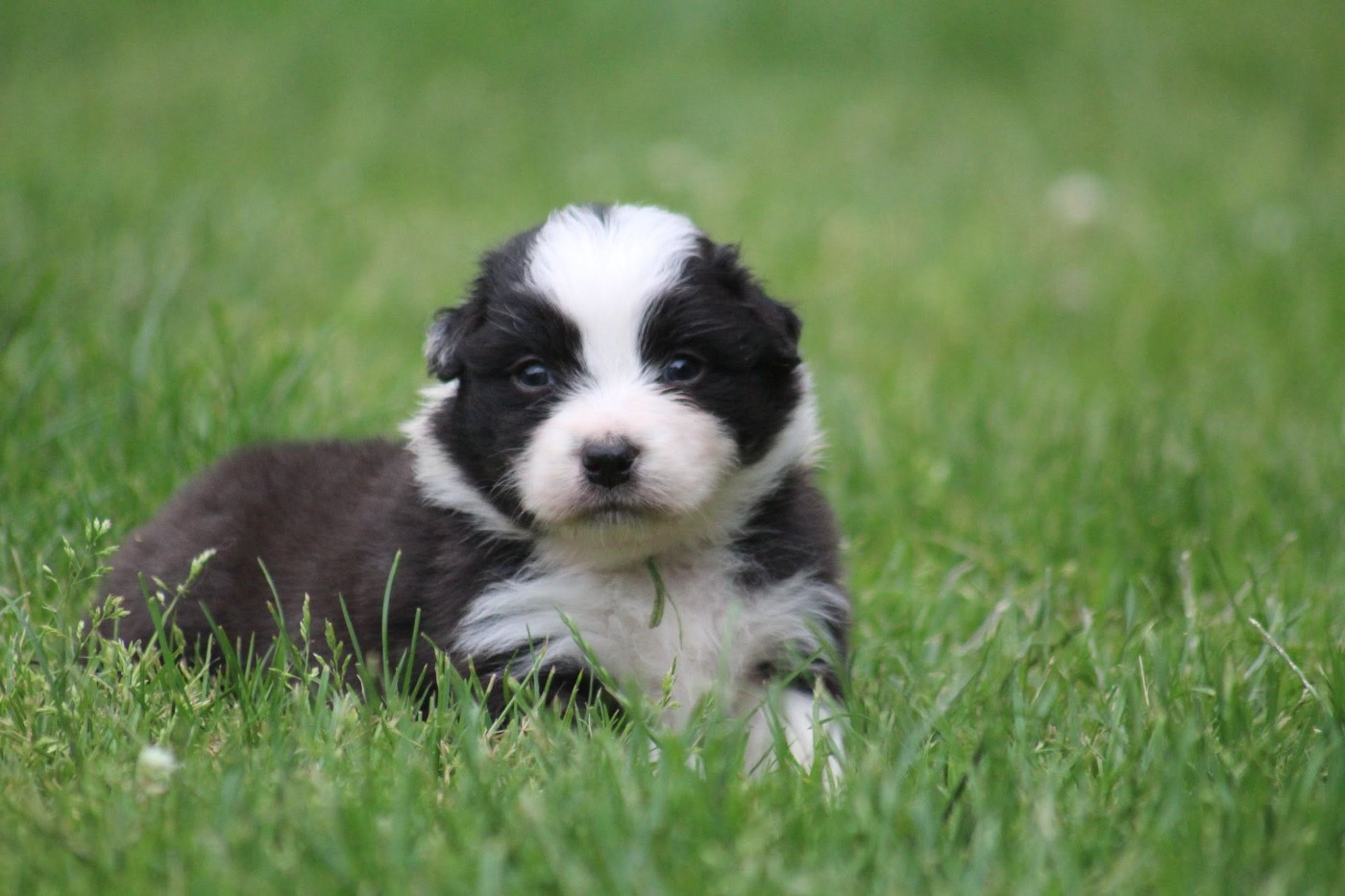 Dream Of Manou And Dounette - Chiots disponibles - Berger Australien