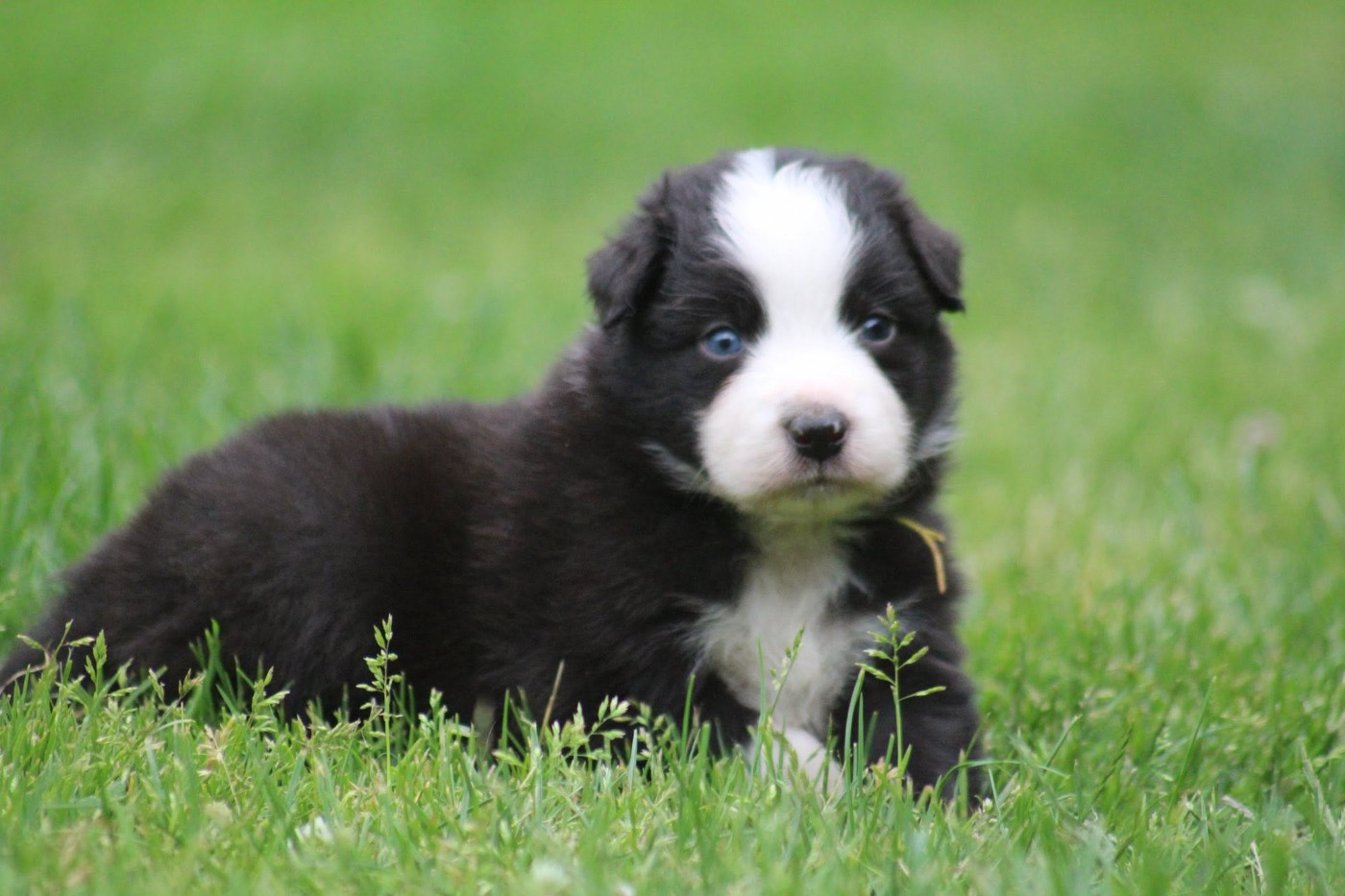 Dream Of Manou And Dounette - Chiots disponibles - Berger Australien
